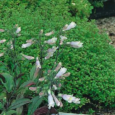 penstemon hirsutus
