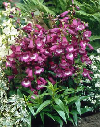 penstemon purple p
