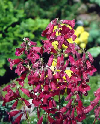 penstemon rich rub