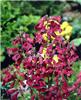 penstemon rich rub