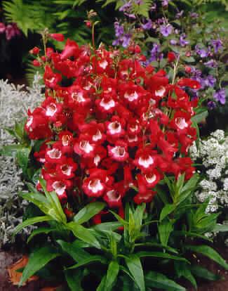 penstemon rubicund