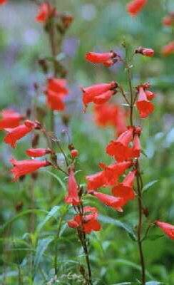 penstemon schoenho