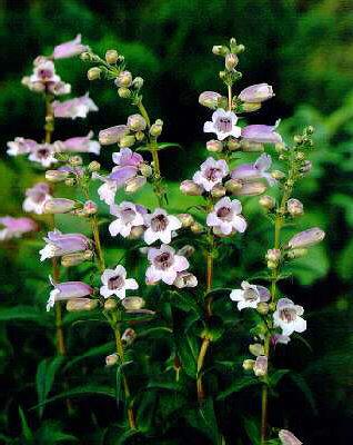 penstemon sour gra