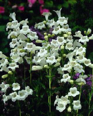 penstemon white be