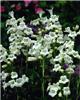 penstemon white be