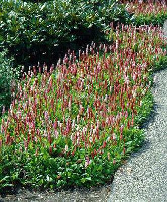 persicaria affinis