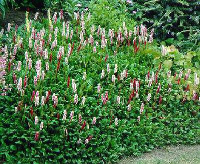 persicaria affinis