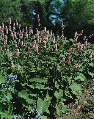 persicaria affinis