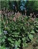persicaria affinis