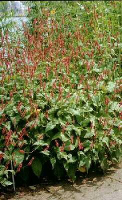 persicaria amplexi