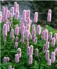 persicaria bistort