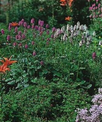 persicaria bistort