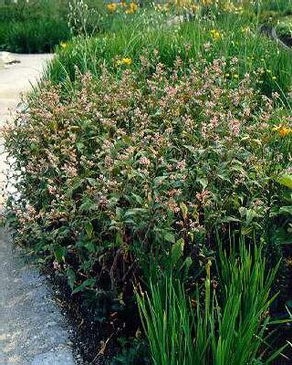 persicaria campanulata rosenrot (polygonum)