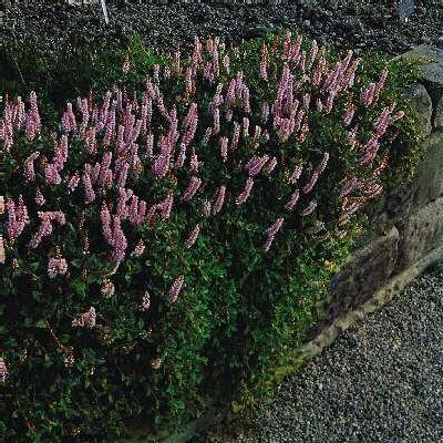 persicaria vaccini