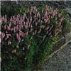 persicaria vaccini