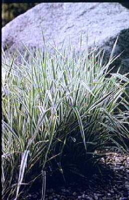 phalaris arundinac