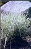 phalaris arundinac