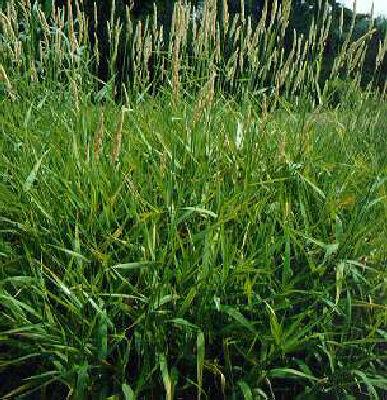 phalaris arundinac