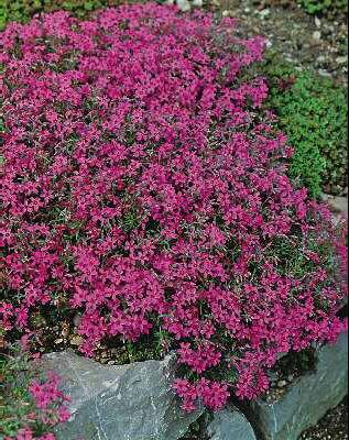 phlox (D) crackerj