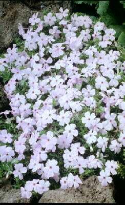 phlox (D) lilac cl