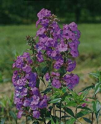phlox (M) blue