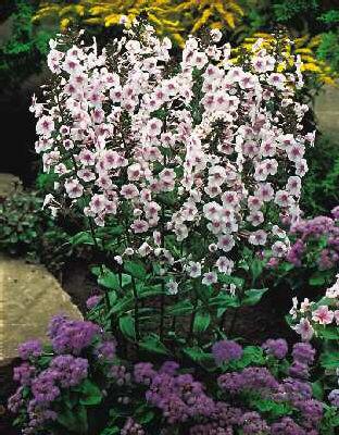 phlox (M) delta
