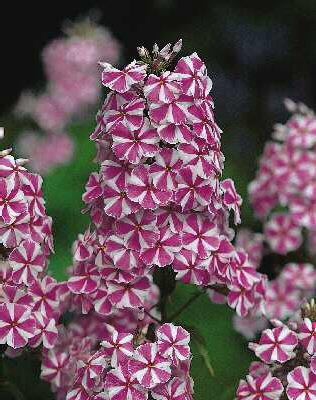 phlox (M) natascha