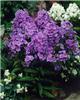phlox (P) amethyst