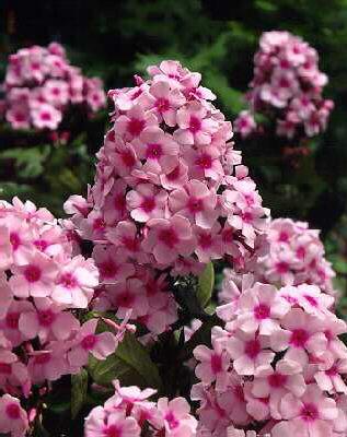 phlox (P) bright e