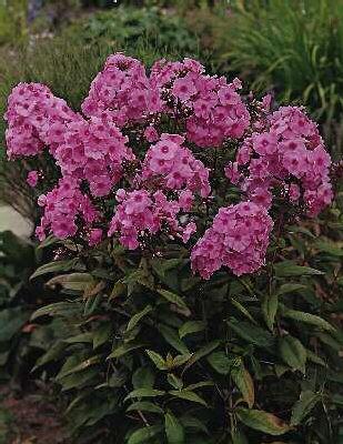 phlox (P) cinderella