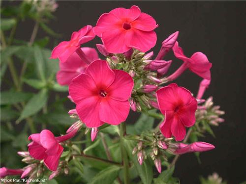 phlox (P) kirchenf