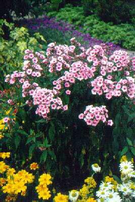 phlox (P) landhochzeit