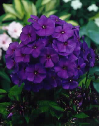 phlox (P) nicky