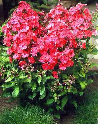 phlox (P) orange p