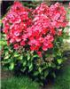 phlox (P) orange p