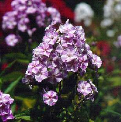 phlox (P) sternhim