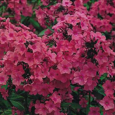 phlox (P) windsor
