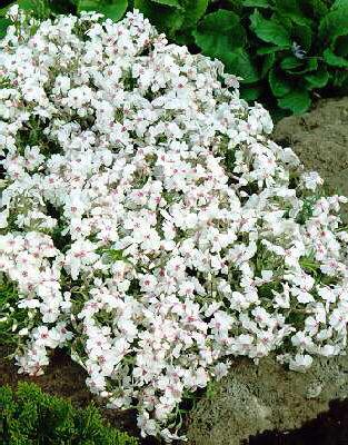 phlox (S) amazing 
