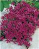 phlox (S) atropurp