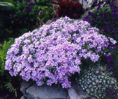phlox (S) benita