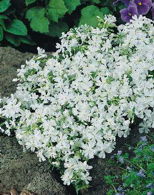 phlox (S) calvides