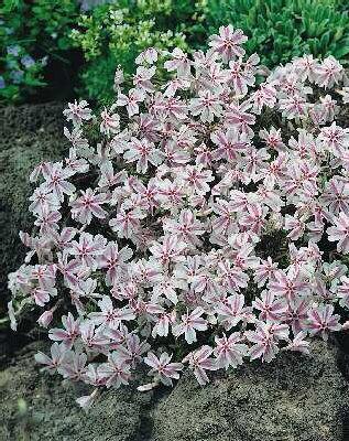 phlox (S) candy st