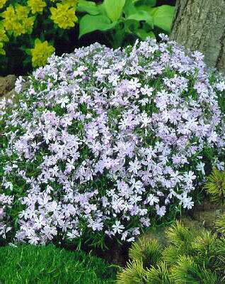 phlox (S) emerald 