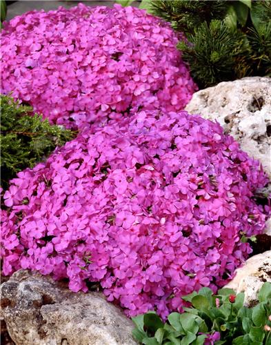 phlox (S) macdanie