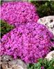 phlox (S) macdanie