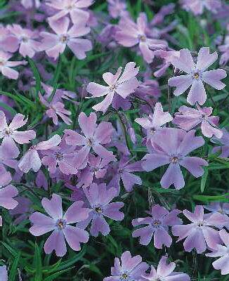 phlox (S) oakingto