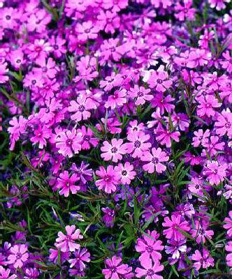 phlox (S) purple b