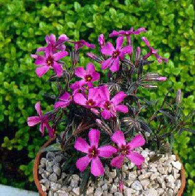 phlox (S) temiskam