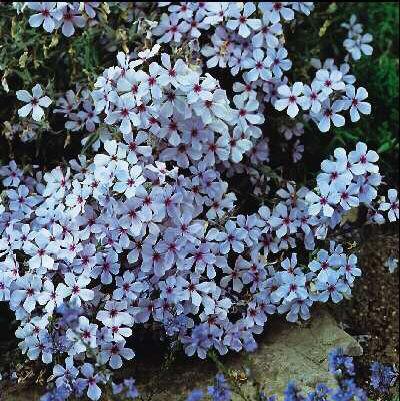 phlox divaricata c