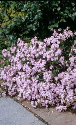 phlox divaricata